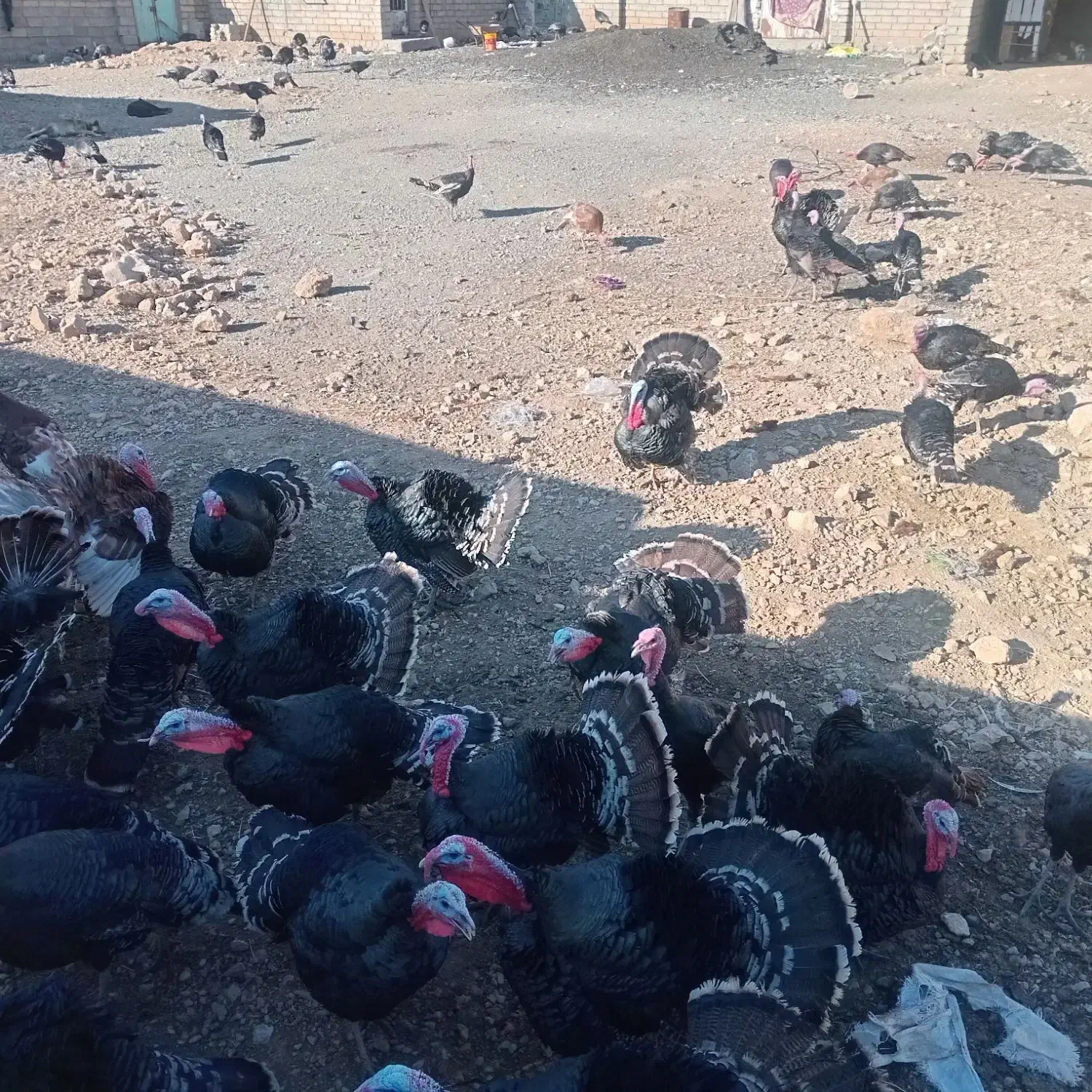 بوقلمون برنز کاملا محلی|حیوانات مزرعه|صحنه, |دیوار