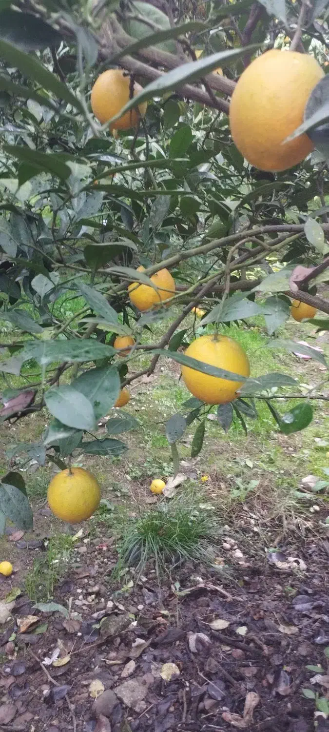 مرکبات|خوردنی و آشامیدنی|نشتارود, |دیوار