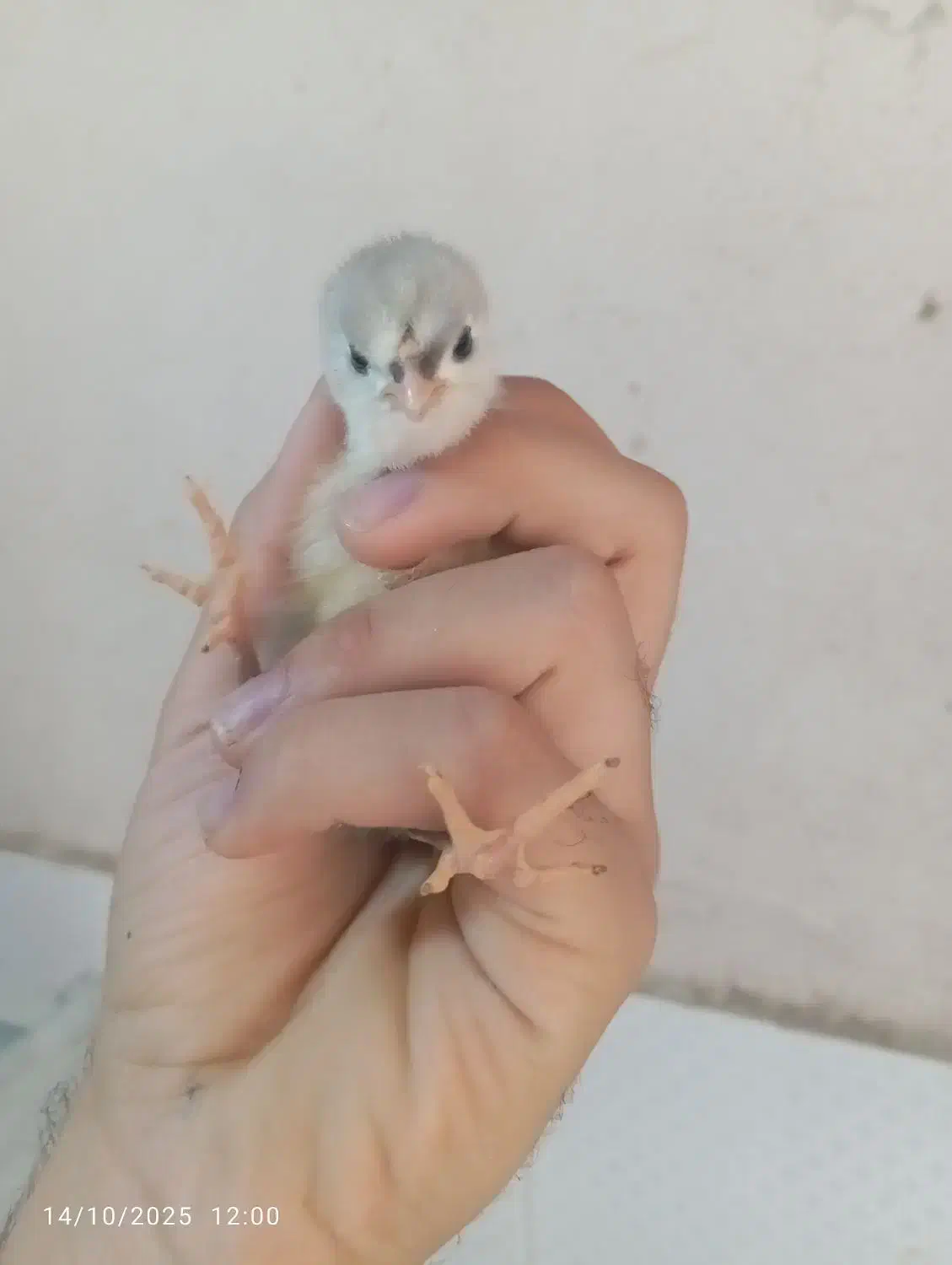 جوجه پنگوئنی طوسی درجه یک|حیوانات مزرعه|بیرجند, |دیوار