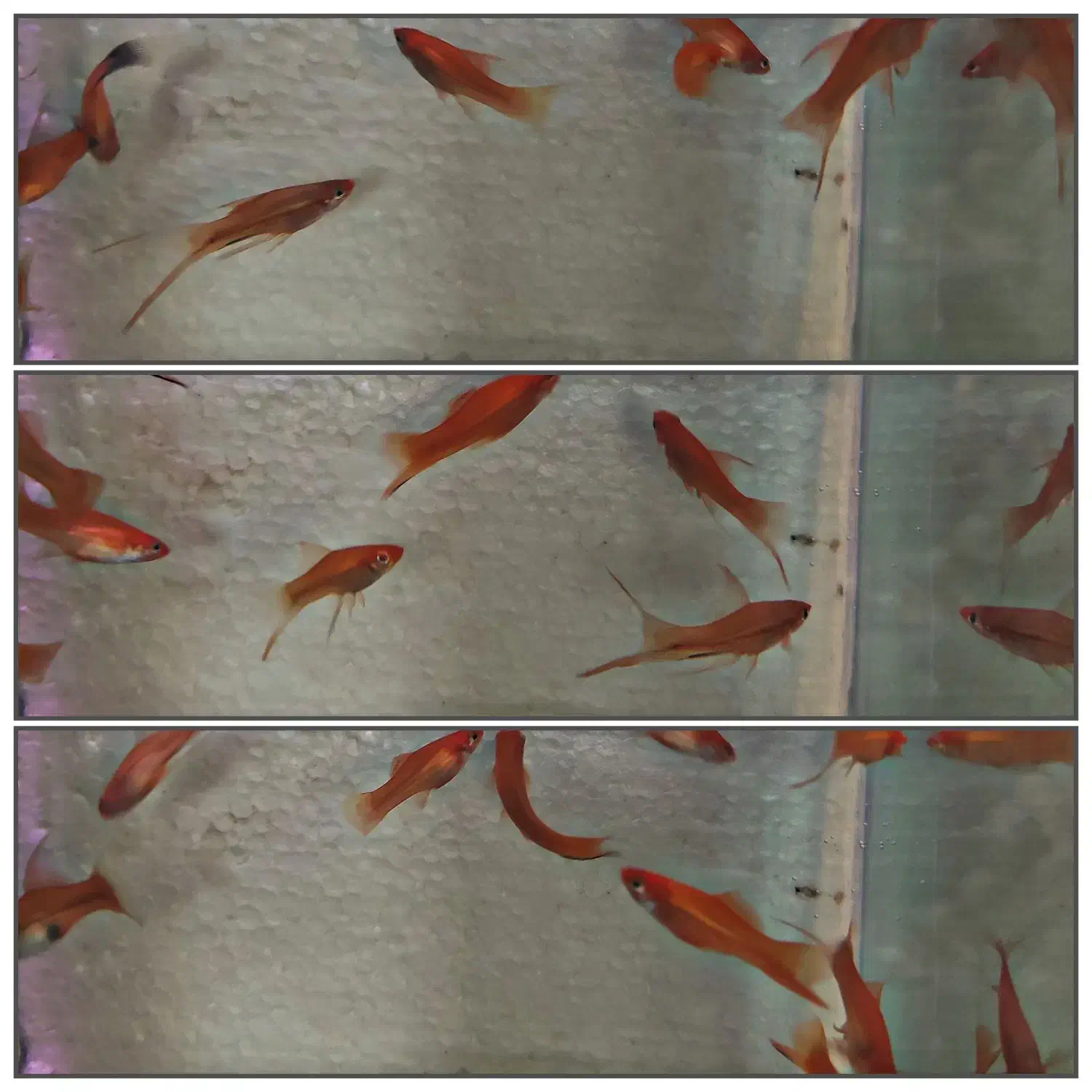 ماهی زینتی|ماهی|ملایر, |دیوار