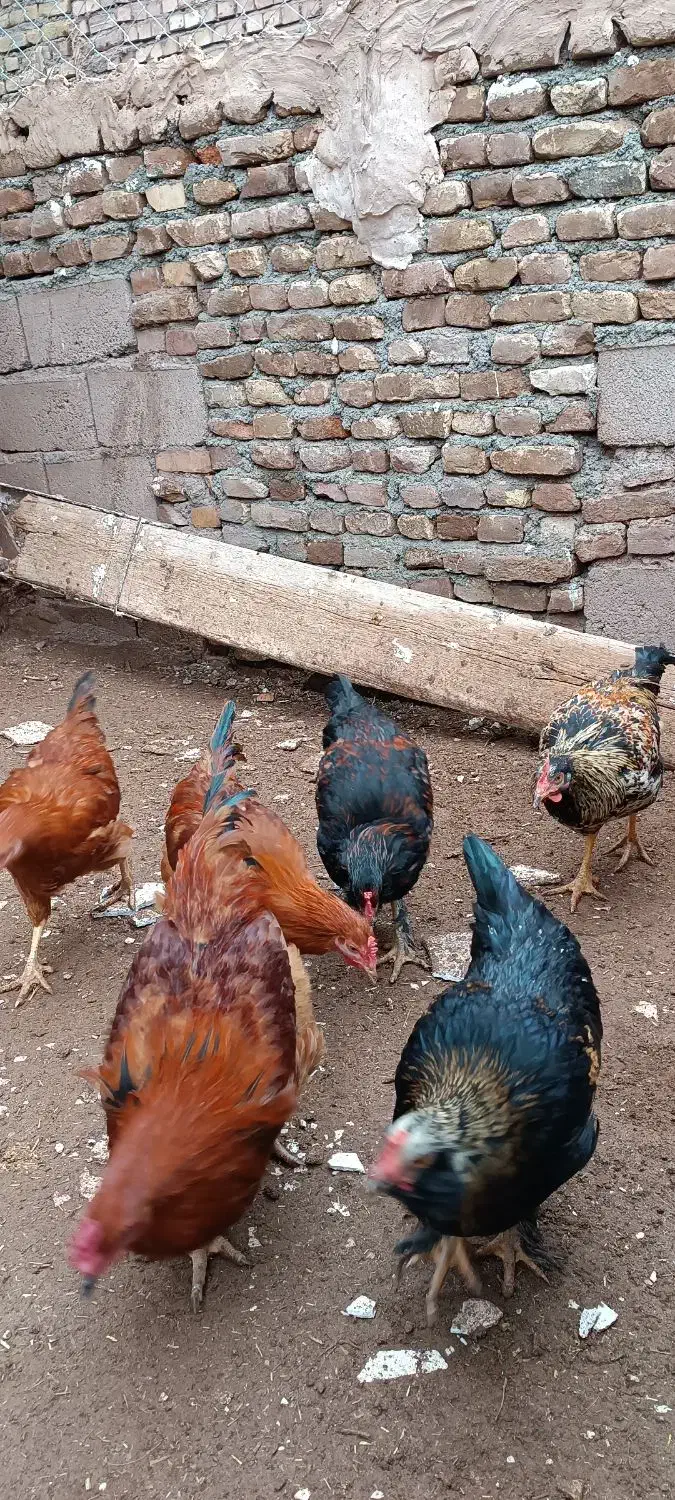 خروس|حیوانات مزرعه|سبزوار, باهنر|دیوار