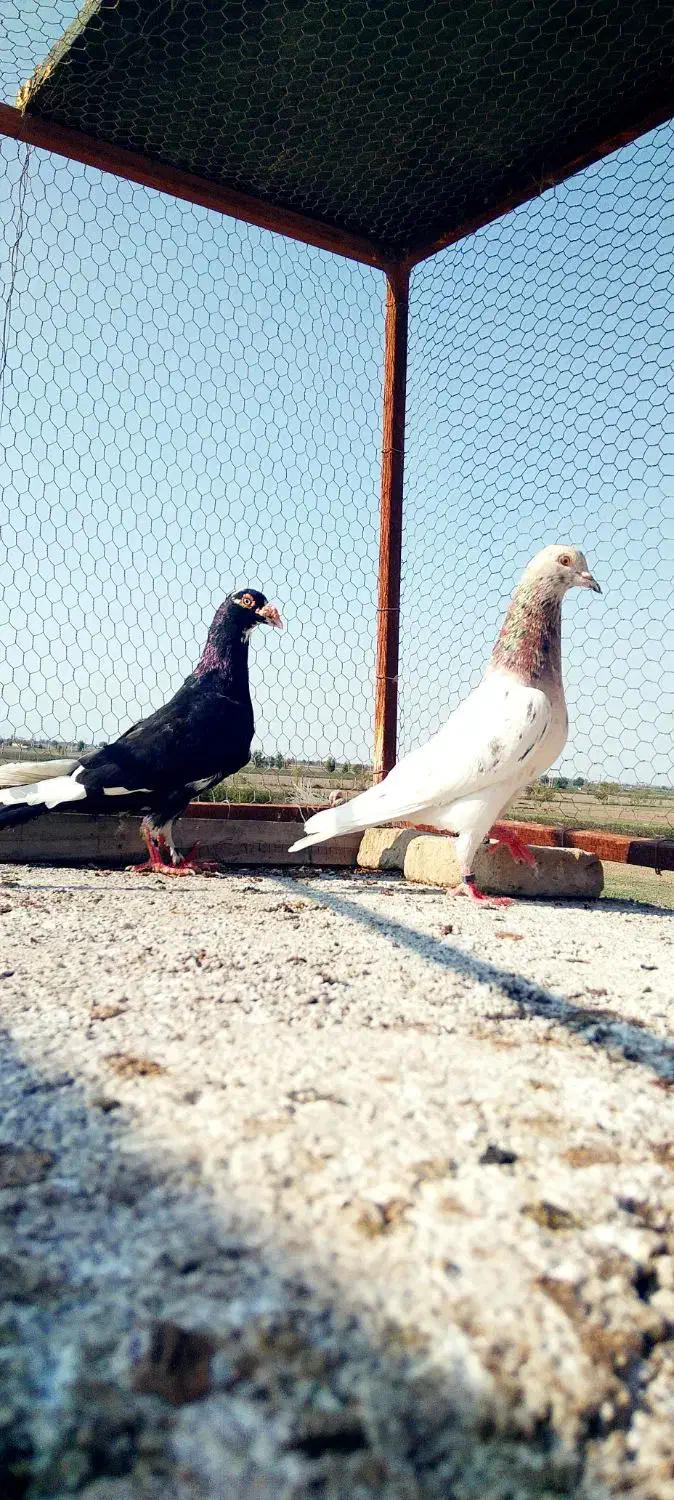 ۴ تا کبوتر|پرنده|گرگان, |دیوار