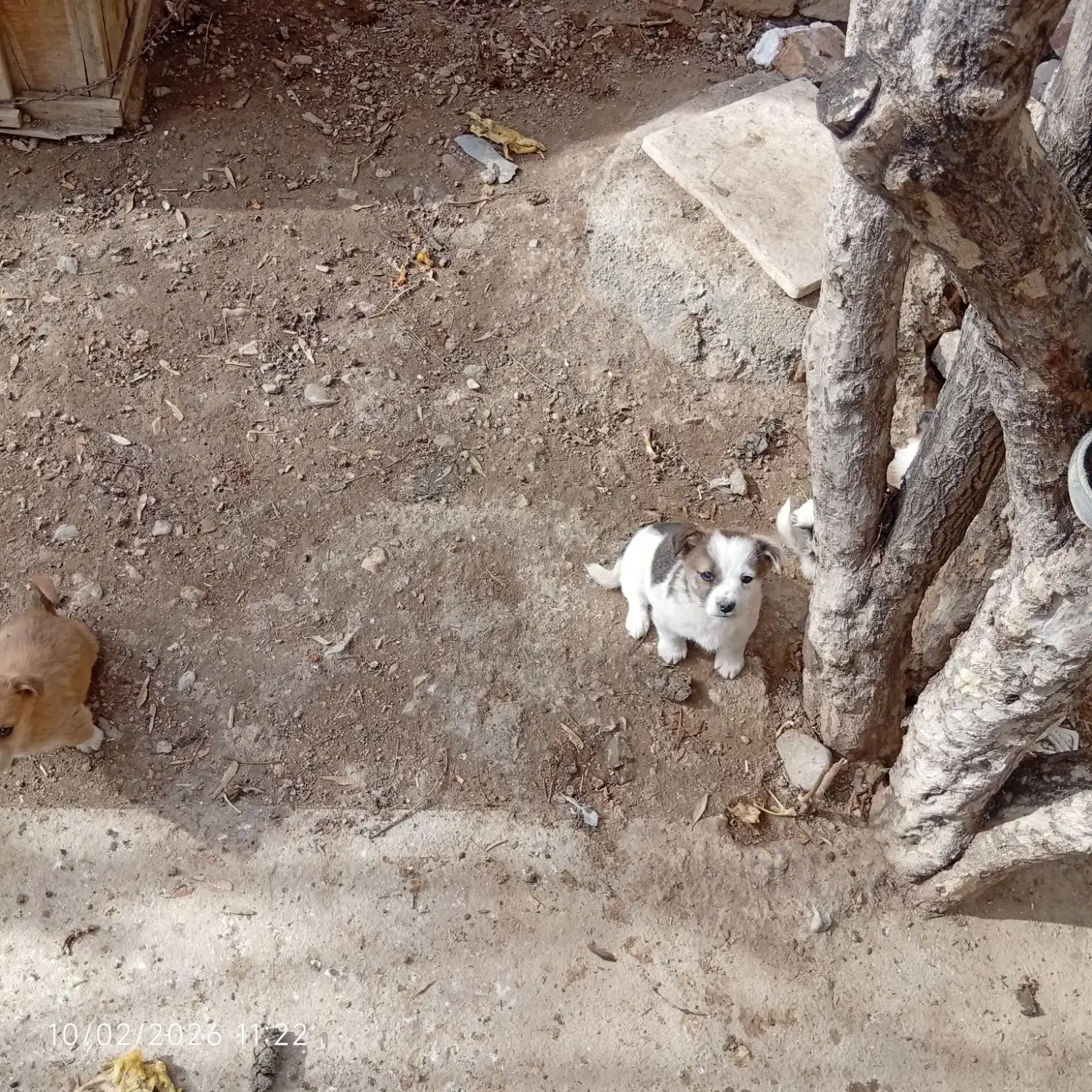 توله سگ پاکوتاه|سگ|نوشین شهر, |دیوار