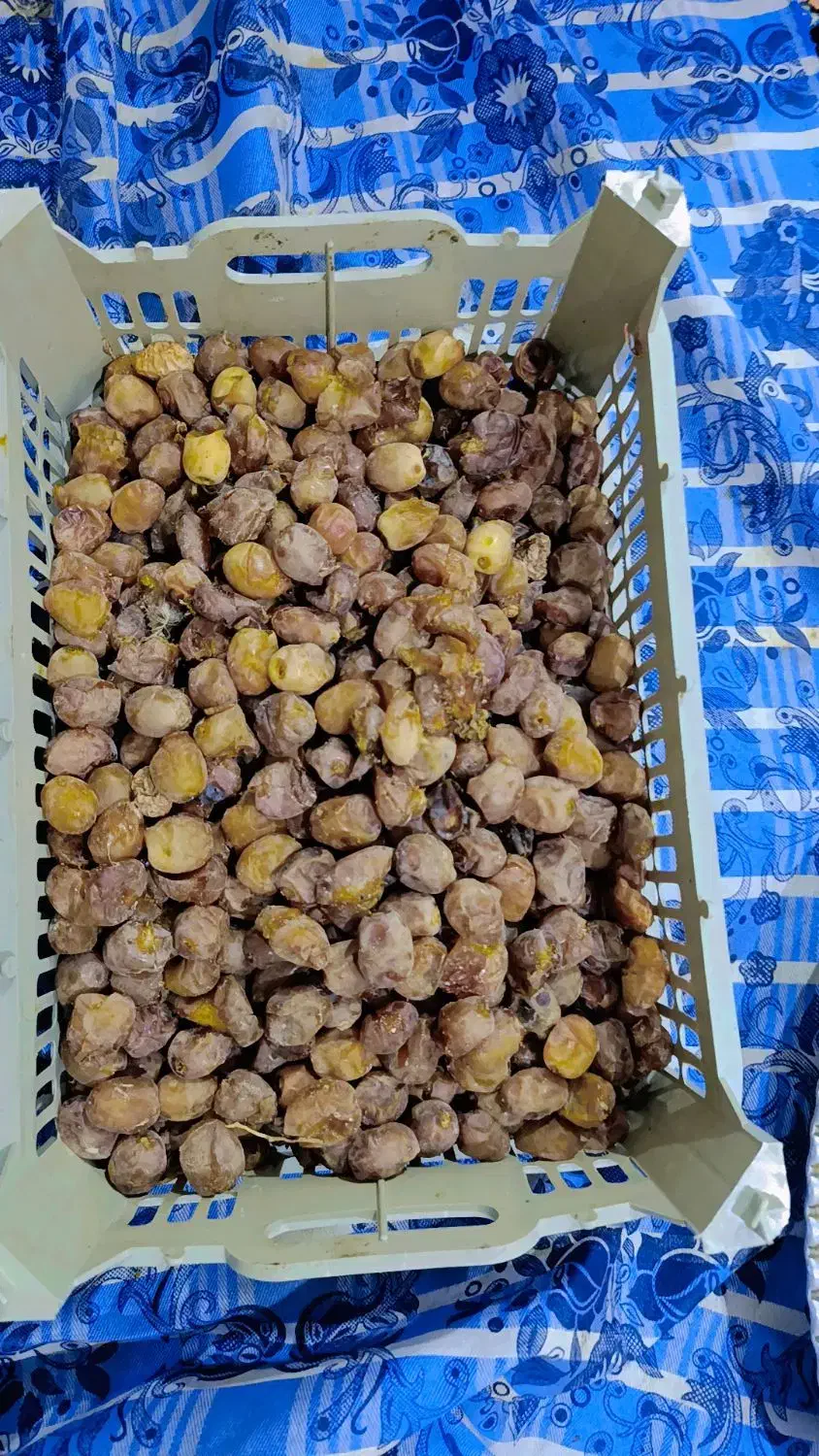 رطب و خارک برحی|خوردنی و آشامیدنی|اهواز, شهرک الهیه|دیوار