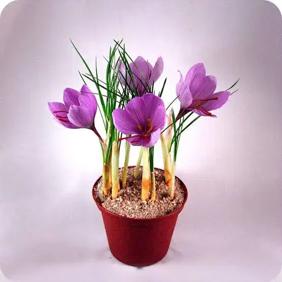 پیاز زعفرون|خدمات باغبانی و درختکاری|بیرجند, |دیوار