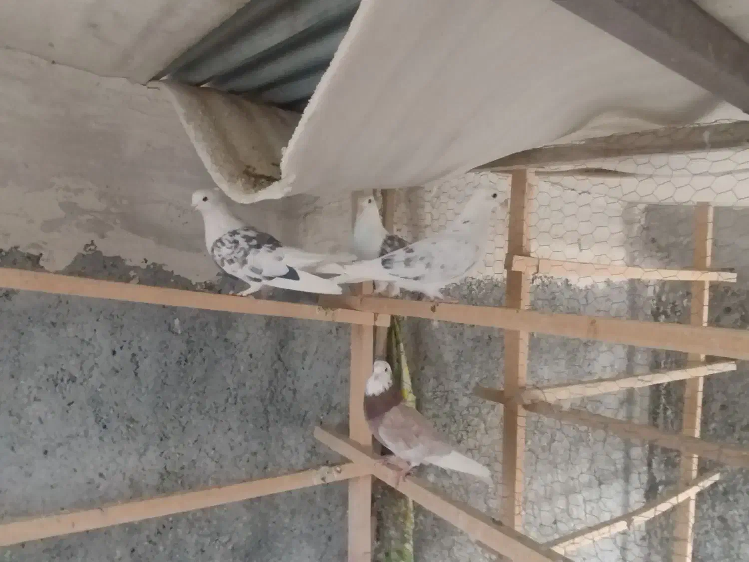 کبوتر|پرنده|معصومیه, |دیوار