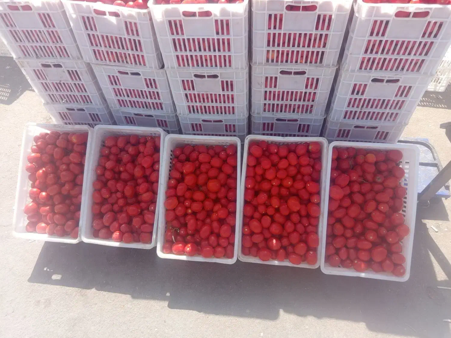 سبد 25کیلویی در حد نو|ظروف نگهدارنده، پلاستیکی، یکبارمصرف|همدان, |دیوار