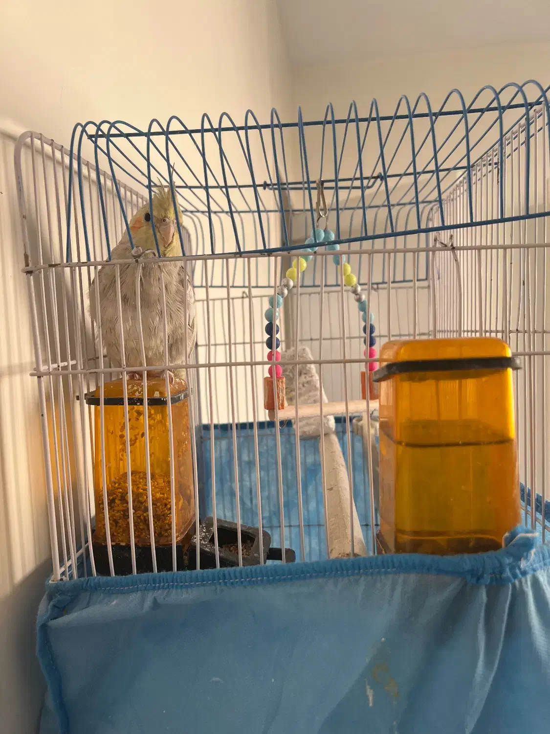 عروس هلندی|پرنده|تهران, کوی بیمه|دیوار