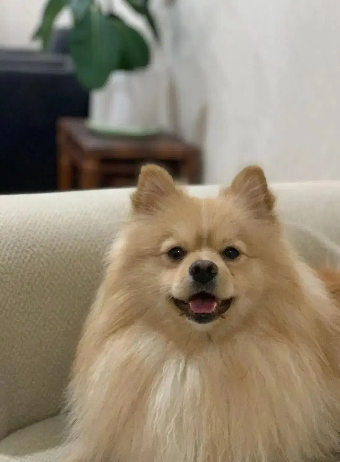 سگ پامرانین نر|سگ|اهواز, سپیدار|دیوار