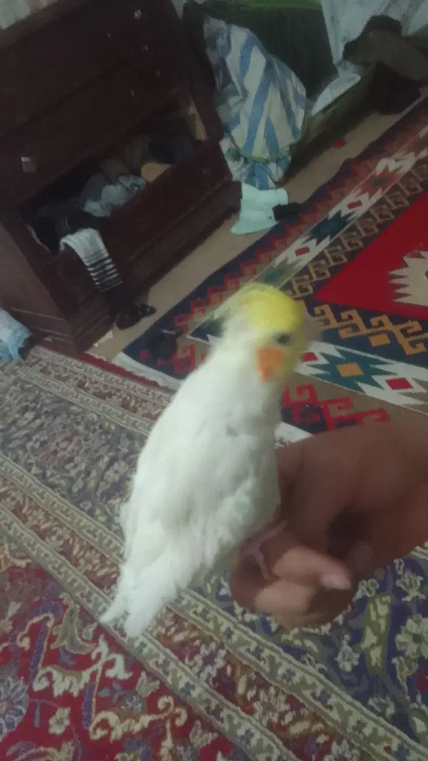 عروس هلندی|پرنده|اسفراین, |دیوار