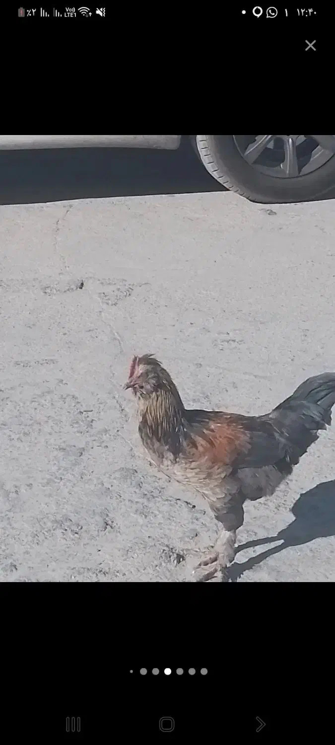 خروس|حیوانات مزرعه|یاسوج, |دیوار