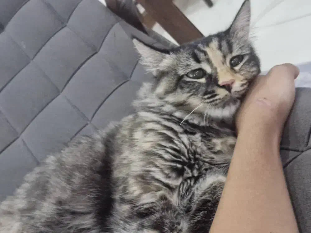 گربه|گربه|شهریار, شهرک امیریه|دیوار