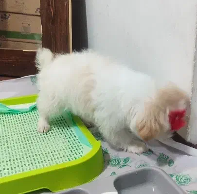 سگ پامر|سگ|ماکو, |دیوار