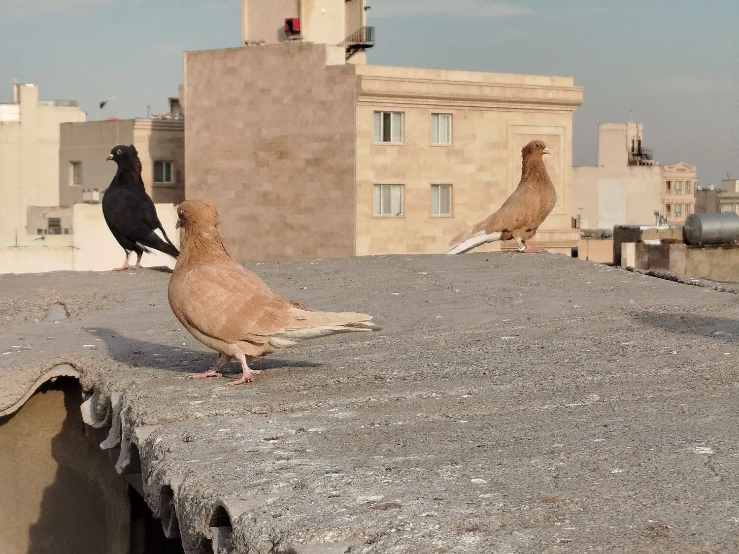 چهارتا دم سفید ماده|پرنده|مشهد, احمدآباد|دیوار