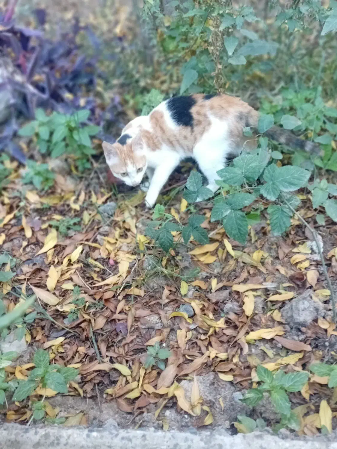 گربه کالیکو|گربه|گرگان, |دیوار