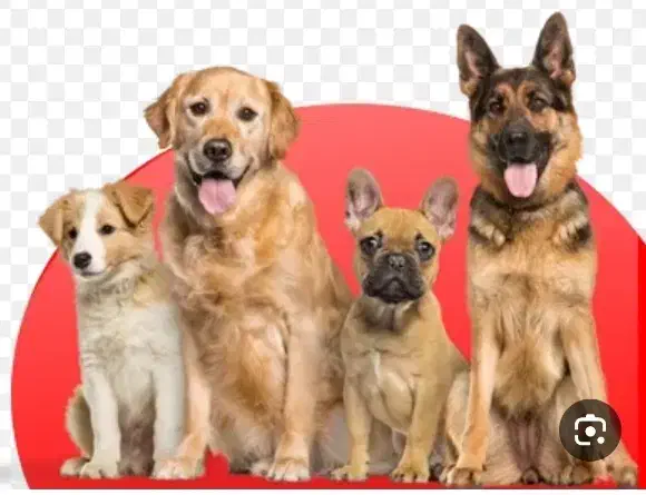 واگذاری حیوان خانگی چاوچاو|سگ|رفسنجان, |دیوار