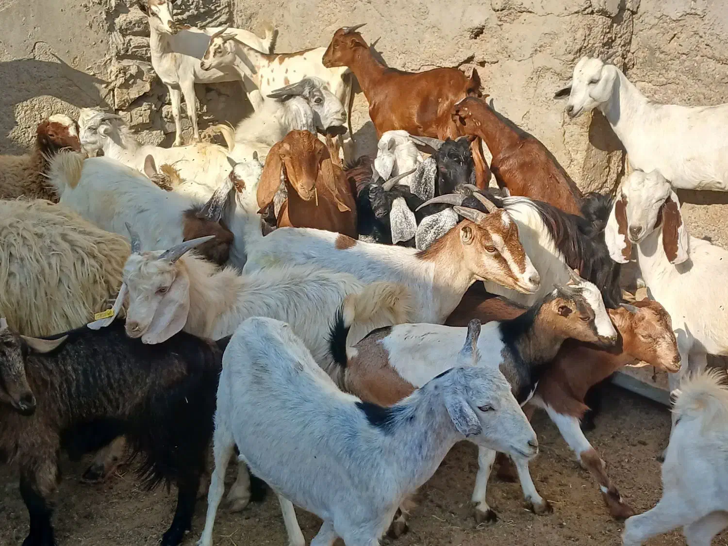 کهره گیسه بز خود بندرعباس با قصابی رایگان|حیوانات مزرعه|بندرعباس, |دیوار