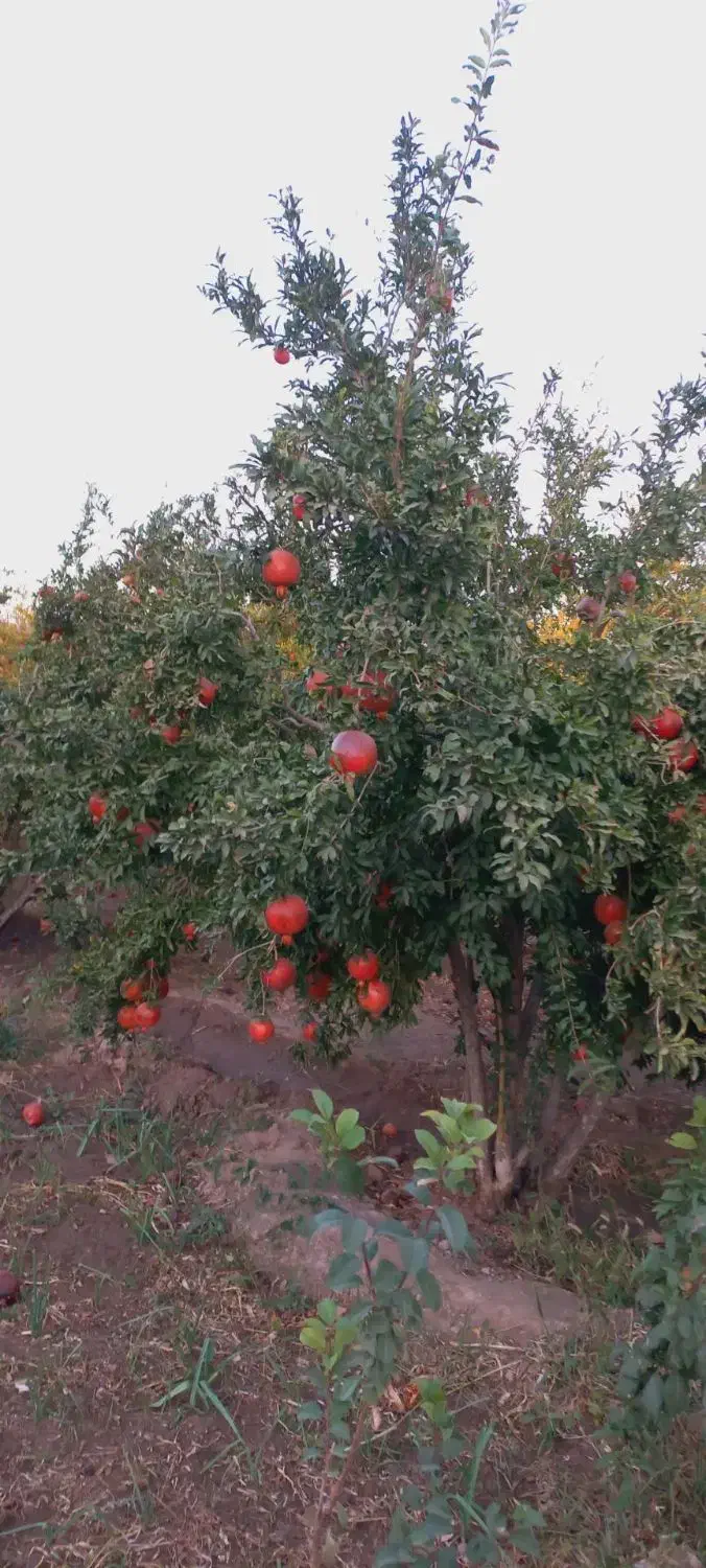 انار آبدار ودانه قرمز|خوردنی و آشامیدنی|سبزوار, باهنر|دیوار
