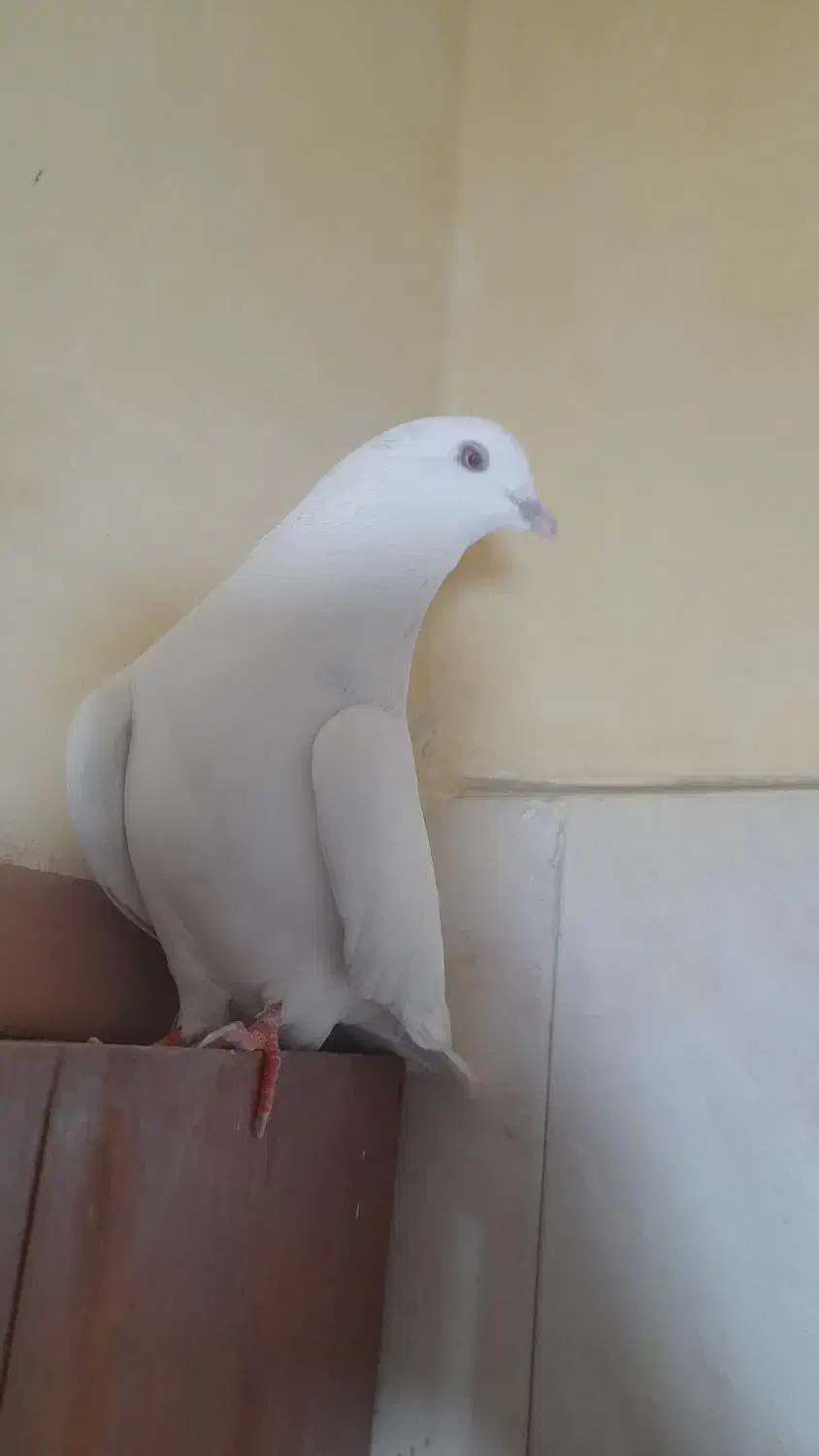 کفتر خوب تزئینی مرغ عشق قناری معاوضه|پرنده|قرچک, میرزائی شمالی|دیوار