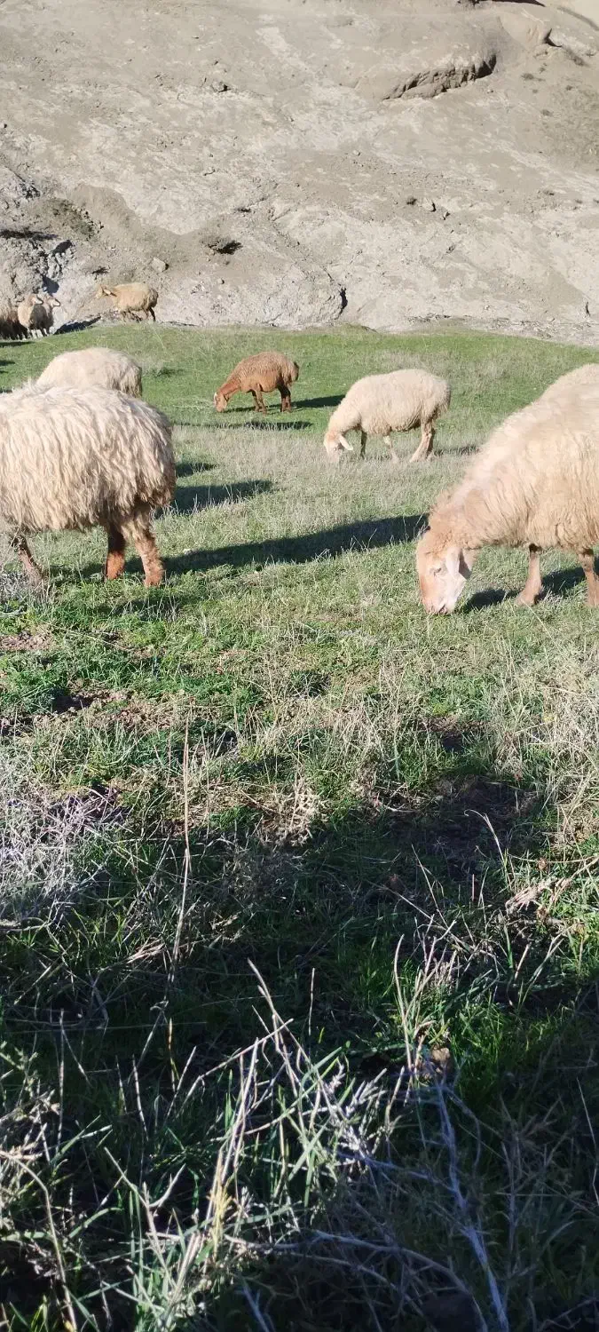 پنچاه راس گوسفند مغانی بره دار یلینی|حیوانات مزرعه|انگوت, |دیوار