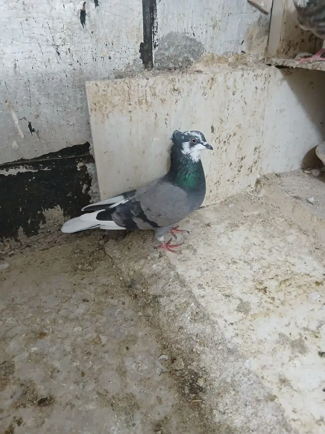 کبوترماده|پرنده|سرپل ذهاب, |دیوار