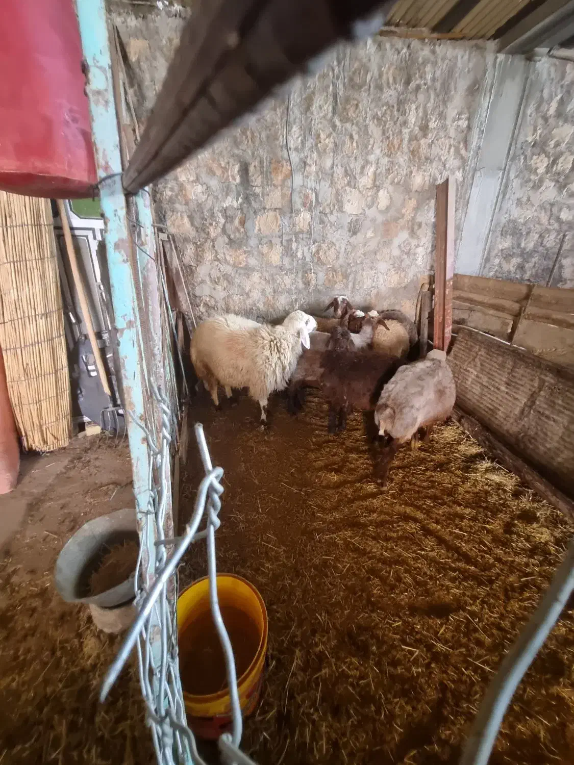 قوچ..ورن داشتی.|حیوانات مزرعه|شباب, |دیوار