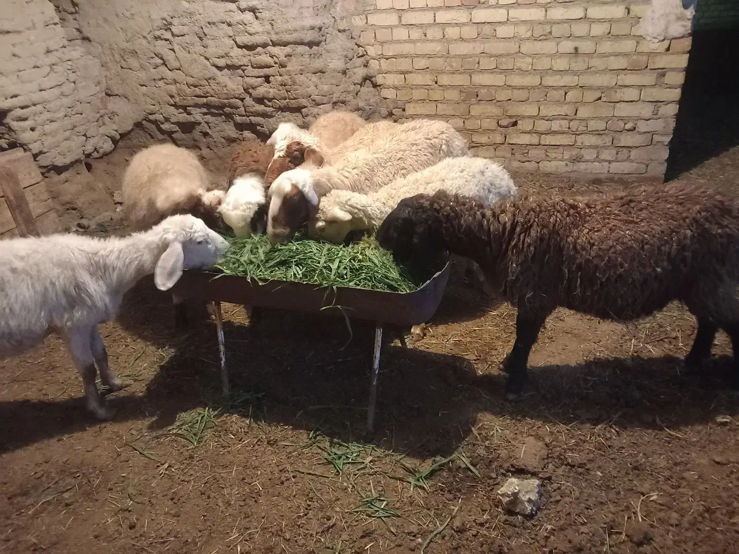 میش آبستن|حیوانات مزرعه|گلپایگان, |دیوار