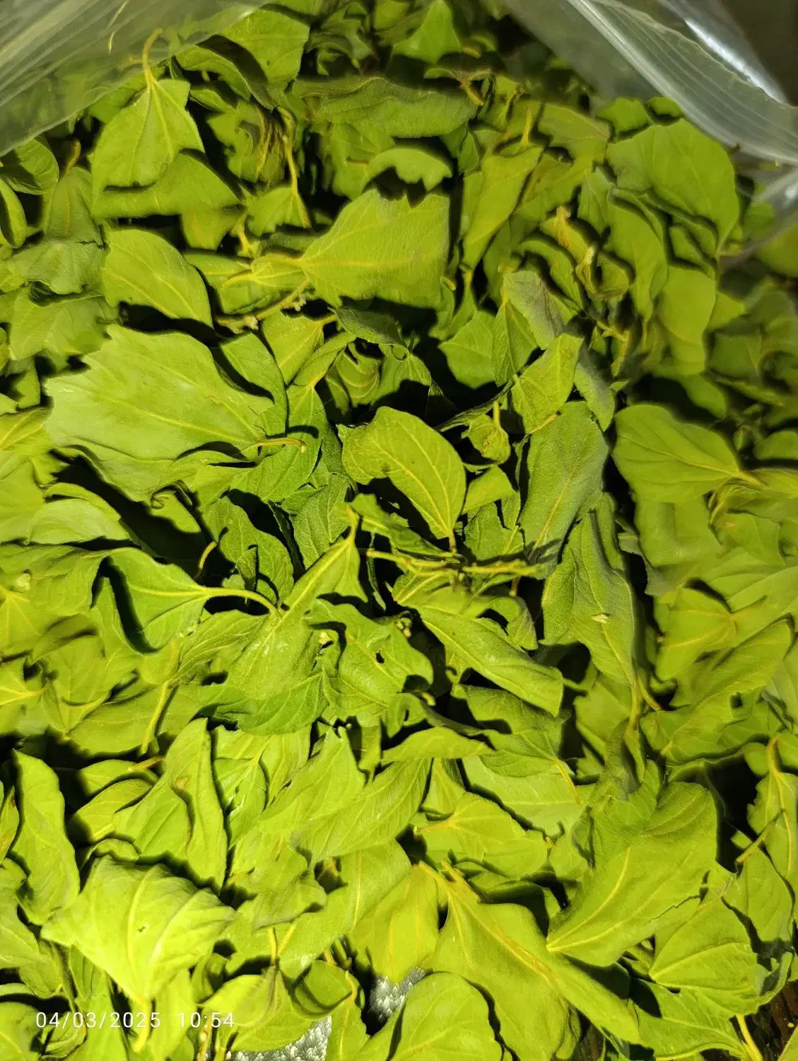 برگ خشک سدر و دانه کنار خشک|خدمات باغبانی و درختکاری|شوش, |دیوار