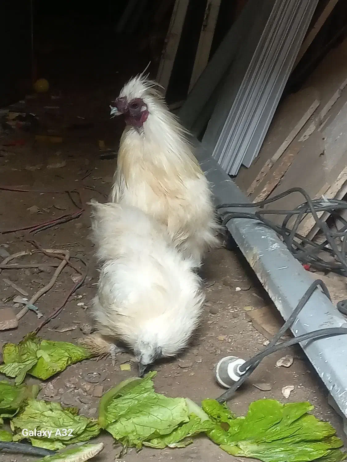 مرغ و خروس ابریشمی|حیوانات مزرعه|رشت, معلولین|دیوار