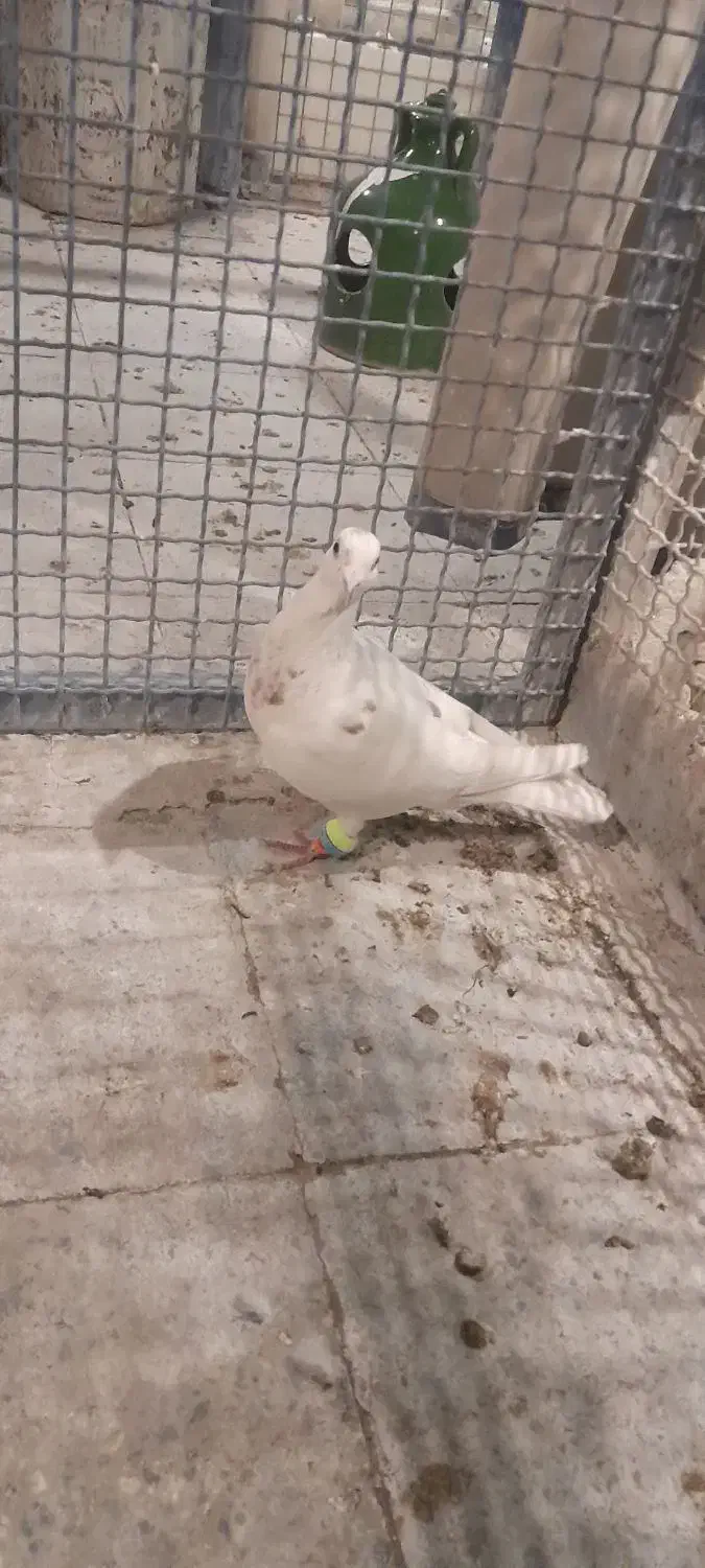 کفتر  کبوتر|پرنده|تهران, قصر فیروزه ۲|دیوار