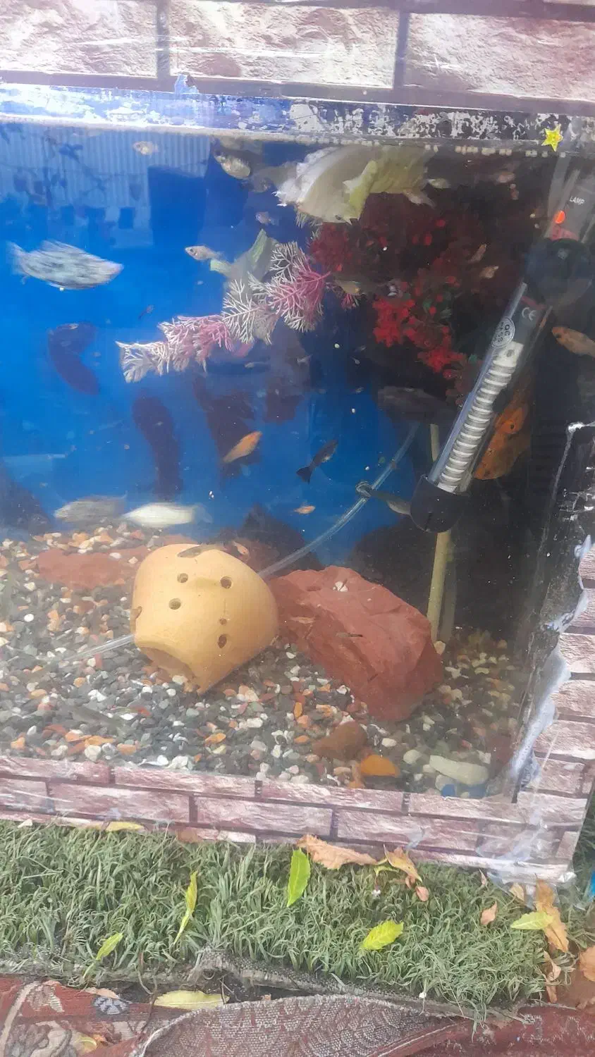 فروش بچه ماهی گوپی و مولی|ماهی|اهواز, بیست متری شهرداری|دیوار