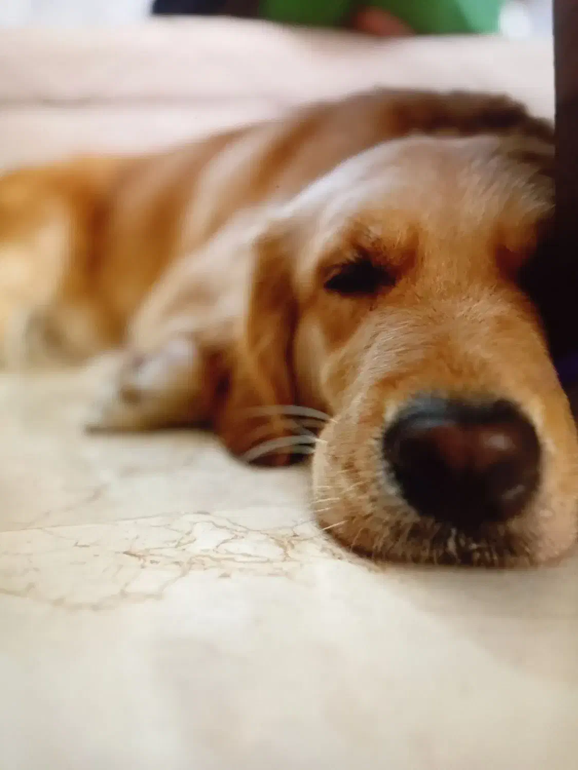 پانسیون سگ|سگ|تهران, گلستان (شهرک راه آهن)|دیوار