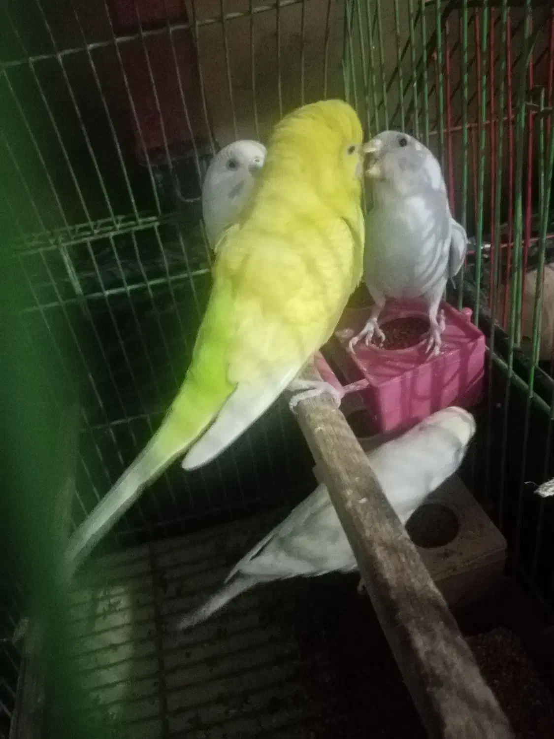 مرغ عشق فروشی|پرنده|ایرانشهر, |دیوار