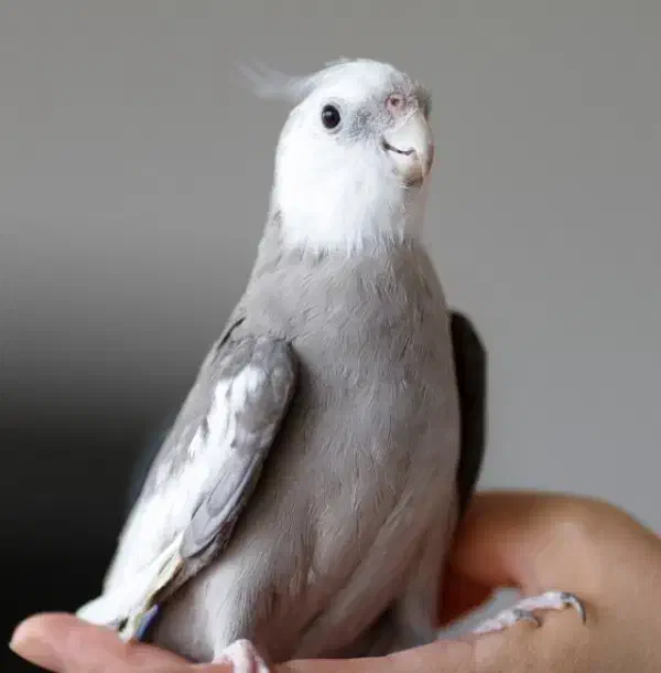 عروس هلندی وایت فیس (کمیاب)|پرنده|نسیم‌شهر, |دیوار