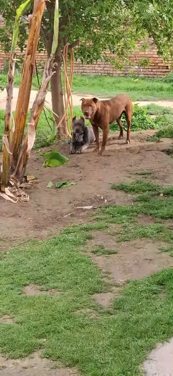 واگذاری یک جفت پیتبول تریر از بهترین نسل|سگ|سیمین شهر, |دیوار