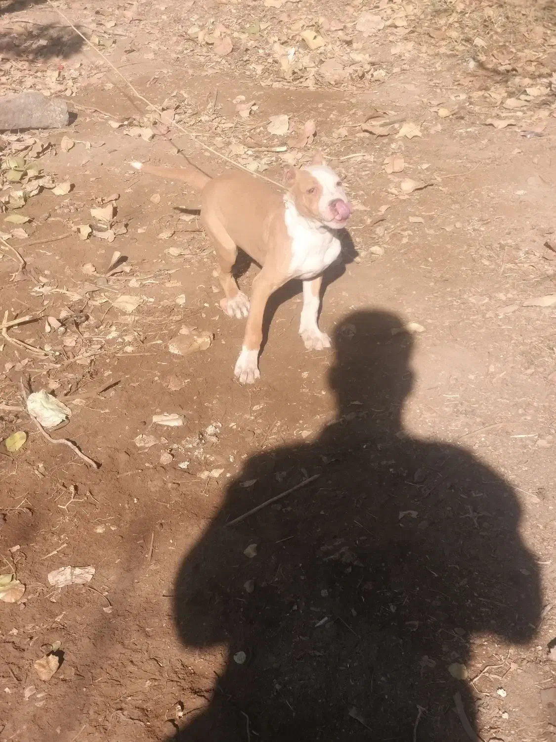 توله پیتبول|سگ|تربتحیدریه, پائین ولایت|دیوار