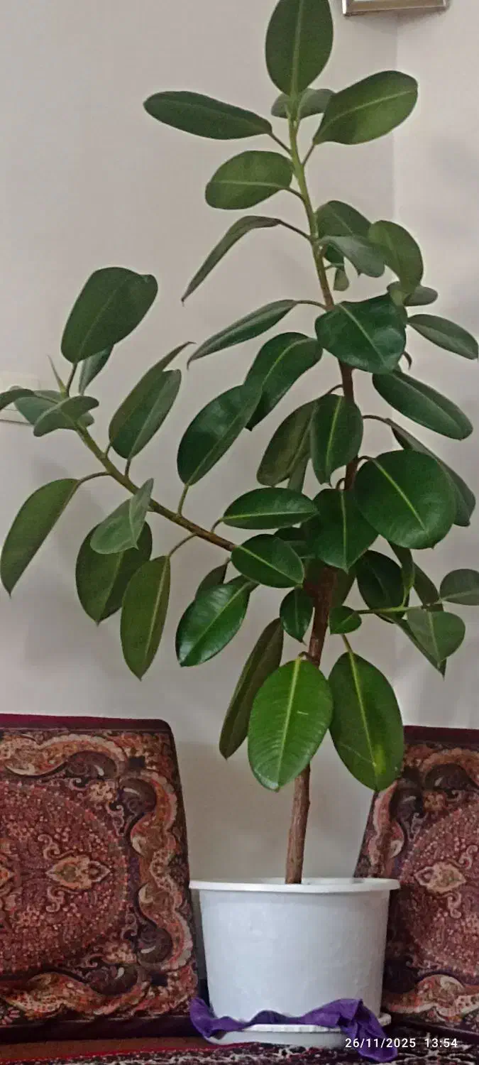 گل‌زیبا|گل و گیاه طبیعی|دیواندره, |دیوار