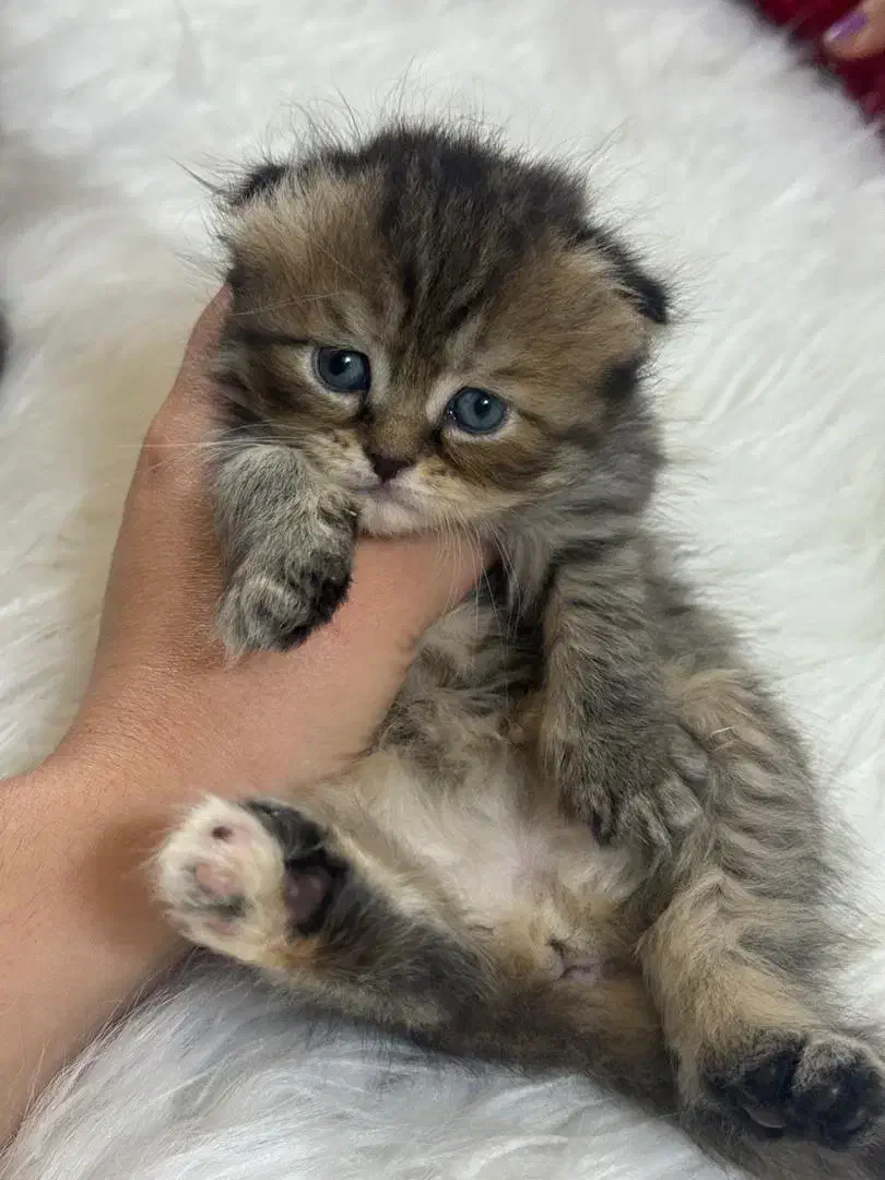 گربه بچه اسکاتیش بریتیش نر و ماده ۱۴تومان|گربه|گرگان, |دیوار