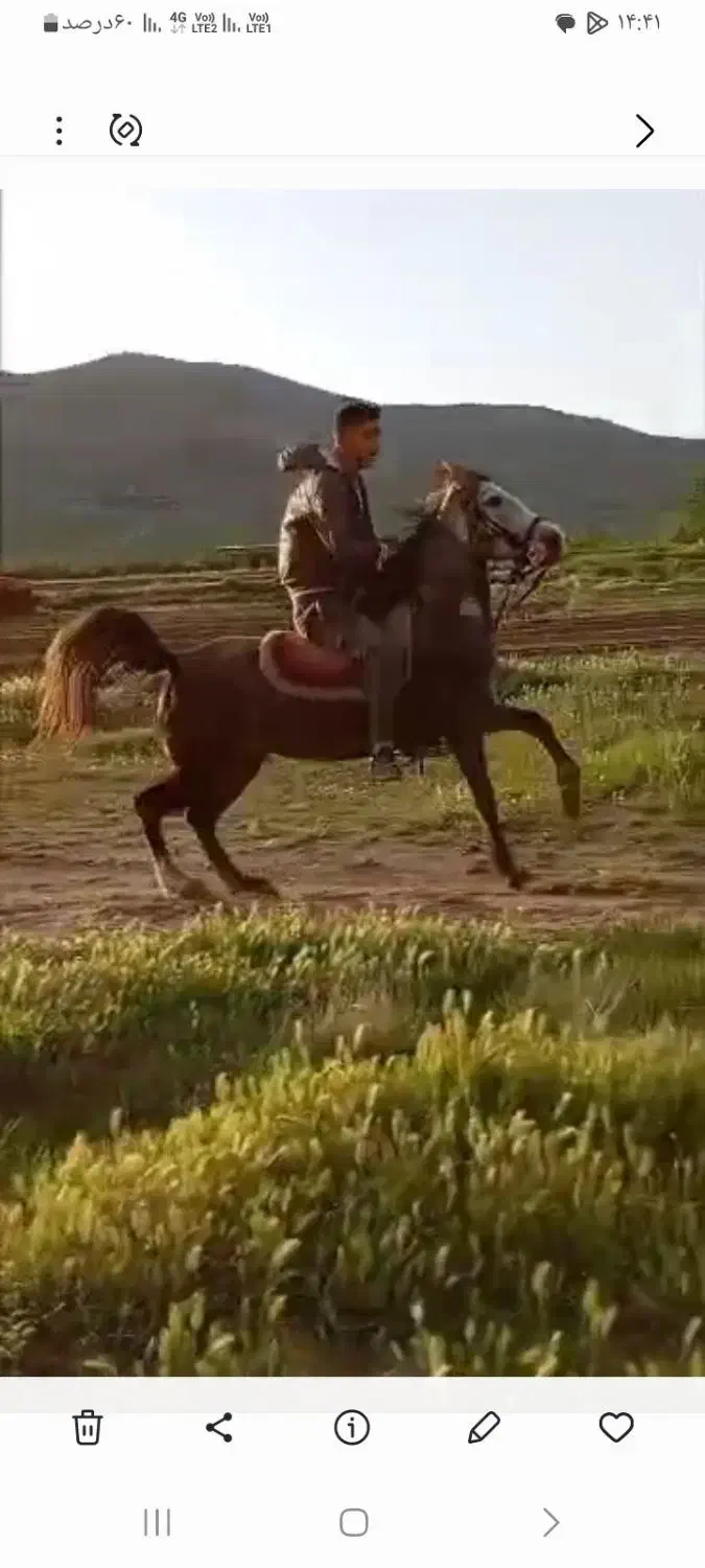 مادیان|اسب و تجهیزات اسب‌سواری|قیدار, |دیوار