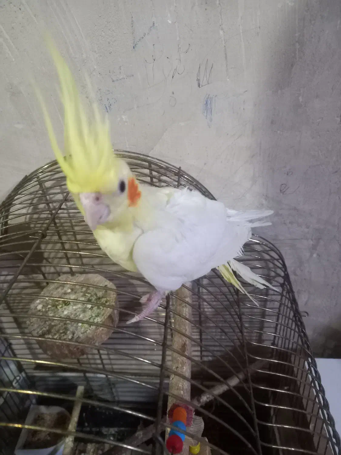 عروس هلندی|پرنده|اهر, |دیوار