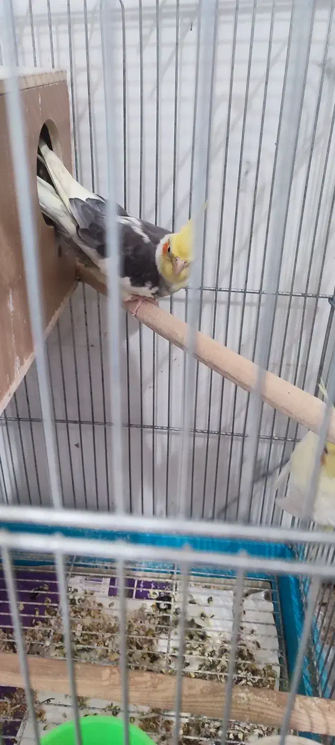 عروس هلندی با جوجه معاوضه با گرینچیک|پرنده|قرچک, باقرآباد|دیوار