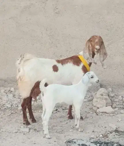 بز پاکستانی باکهرماده|حیوانات مزرعه|بندرعباس, |دیوار