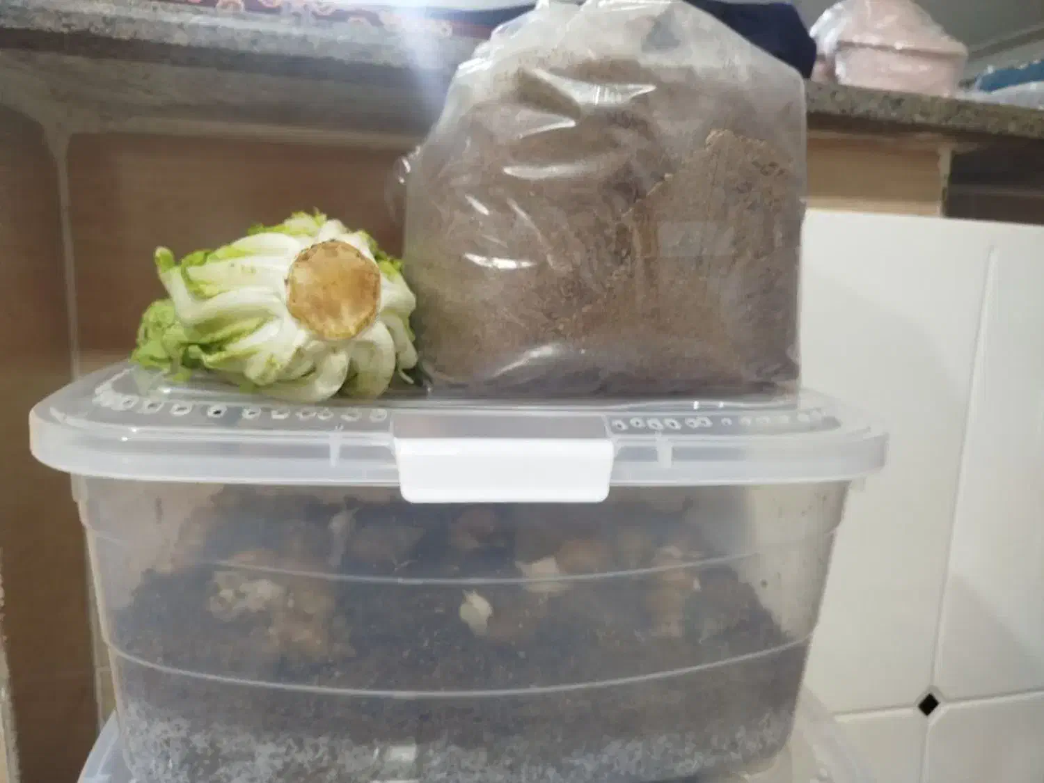 فروش حلزون سالم و سرحال،بصورت توافقی|خزنده|خرم‌آباد, |دیوار