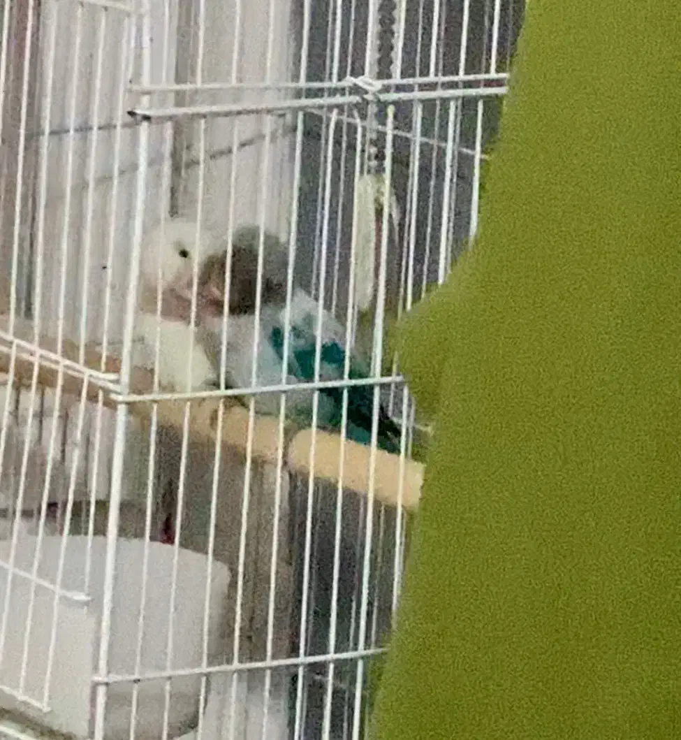 طوطی برزیلی مولد|پرنده|تهران, حافظیه|دیوار