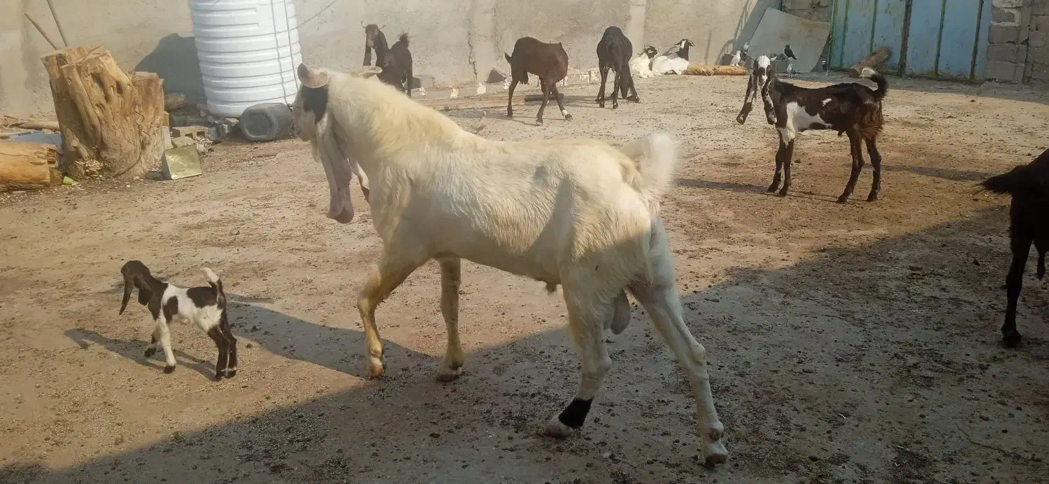 پازن گلابی|حیوانات مزرعه|بندر دیر, |دیوار