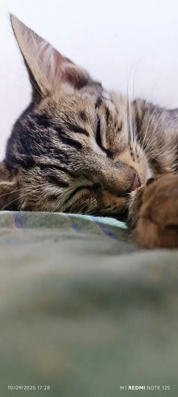 واگذاری رایگان گربه|گربه|لاهیجان, کوی خزر|دیوار