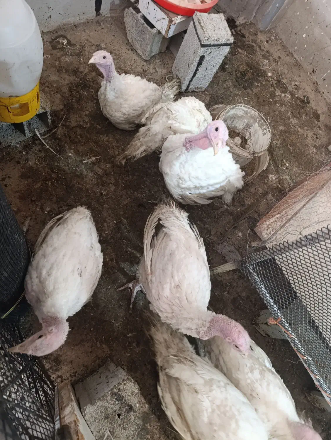 بوقلمون دو ماهه نژاد بیوتی|حیوانات مزرعه|دابودشت, |دیوار