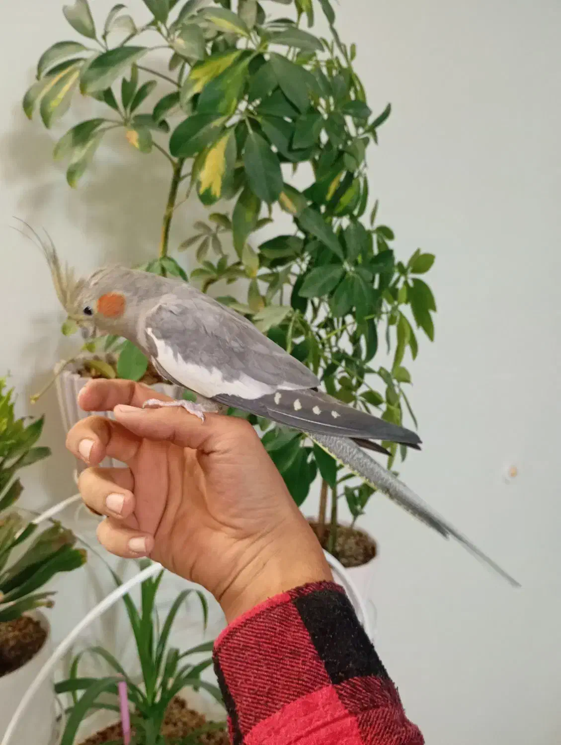 عروس هلندی ماده دستی مست|پرنده|اسلام‌شهر, شهرک سعیدیه|دیوار