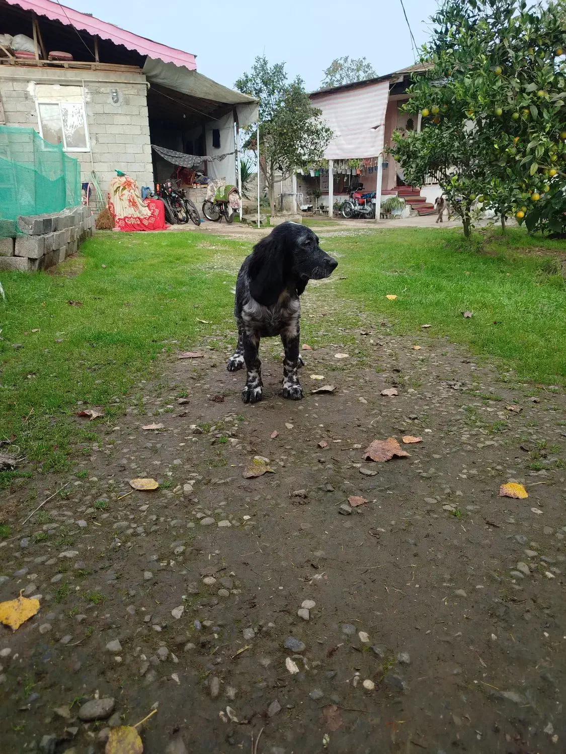 سگ گمشده|سگ|املش, |دیوار