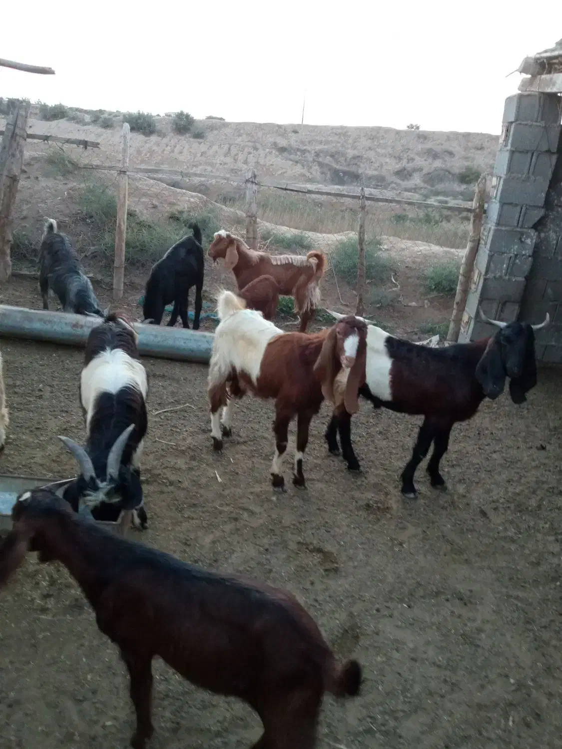 فروش بزغاله های نر|حیوانات مزرعه|سیمین شهر, |دیوار